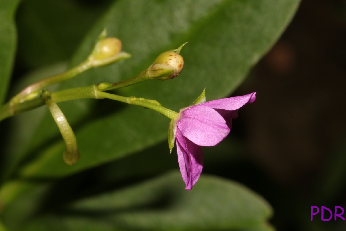 Talinum fruticosum (L.) Juss.